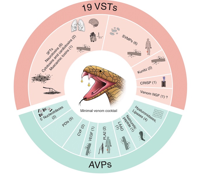 Researchers Decode Venom Genes Of Indian Cobra - RankRed