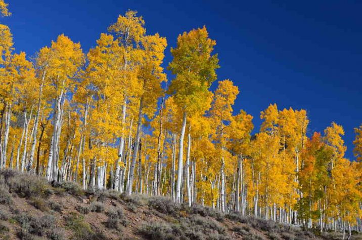 Aspen Tree Interesting Facts And Characteristics Rankred