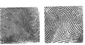 8 Different Types of Fingerprints [Explained] - RankRed