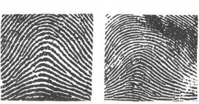 8 Different Types of Fingerprints [Explained] - RankRed