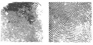 8 Different Types Of Fingerprints [explained] - Rankred