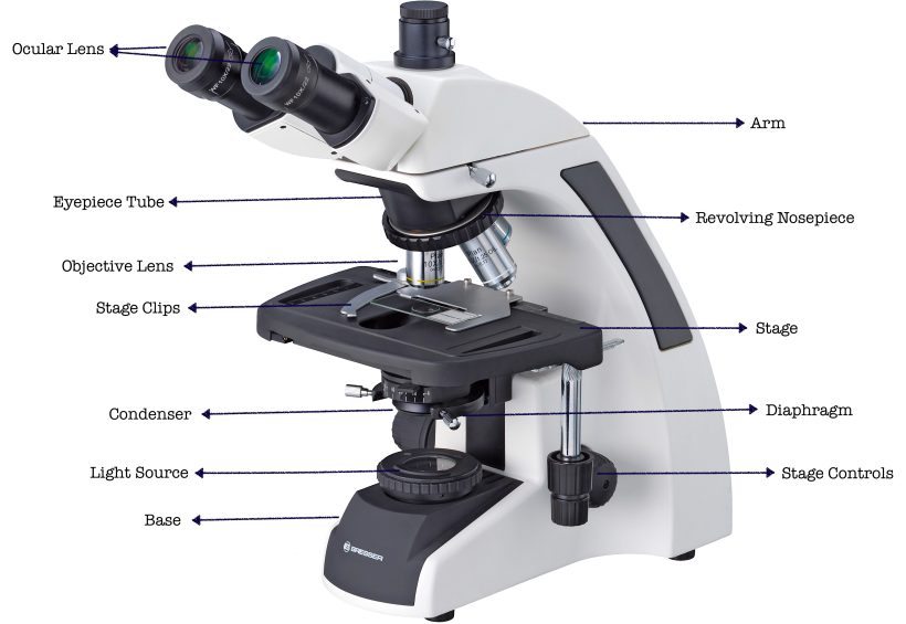 19 Parts Of A Microscope And Their Functions - RankRed